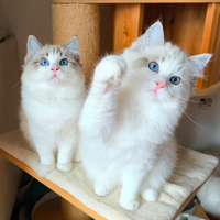 Cuccioli gatto Ragdoll