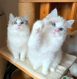 Cuccioli gatto Ragdoll