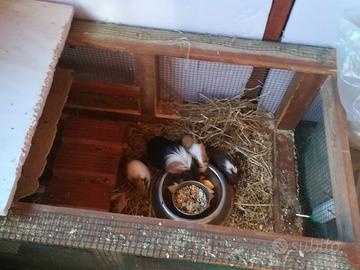 Porcellini d'india - cavia peruviana
