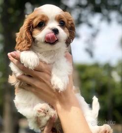 Cavalier king