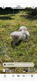 Cuccioli di maltese