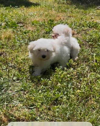 Cuccioli di maltese