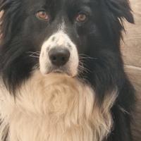 Ghibbs e Bart desiderano compagna