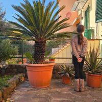Cycas