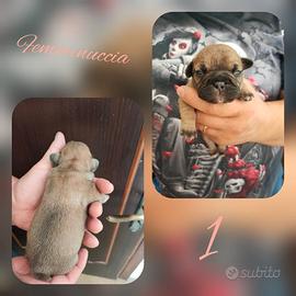 Cuccioli Bulldog Francese