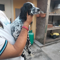 Cucciolo di setter inglese