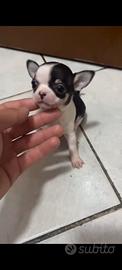 Chihuahua mini toy