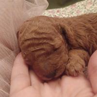 Cuccioli barboncino mini toy