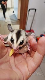 Petauri dello zucchero