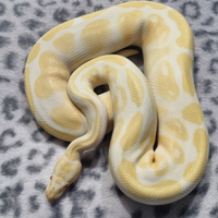 Pitone albino