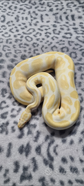 Pitone albino