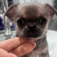 Cuccioli di chihuahua mini