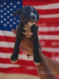 Pitbull