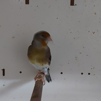 Incardellati maschio 2025