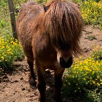 Pony