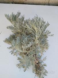 Assenzio maggiore di Sicilia per macerato