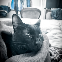 Gatto nero buonissimo e affettuoso