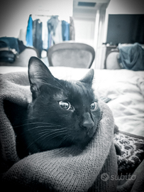 Gatto nero buonissimo e affettuoso