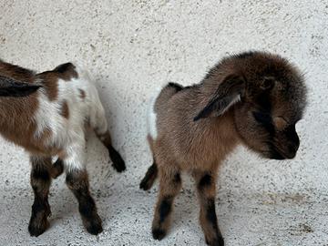 Caprette tibetana NANA