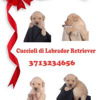 Labrador retriver