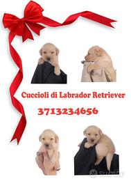 Labrador retriver