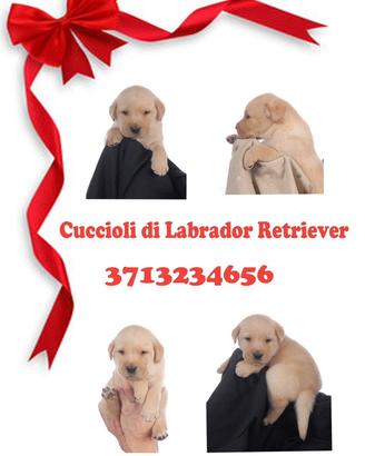 Labrador retriver