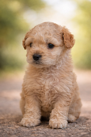 Barboncino Mini Toy color champagne