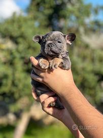 Cuccioli disponibili dal 15 novembre