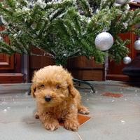 Splendidi Barboncini Nani