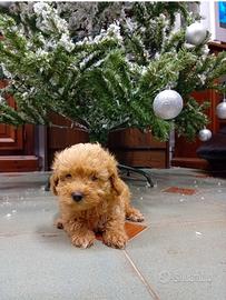 Splendidi Barboncini Nani