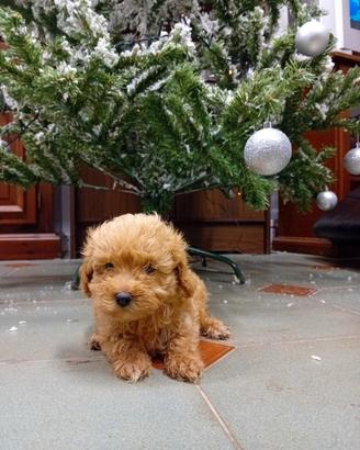 Splendidi Barboncini Nani