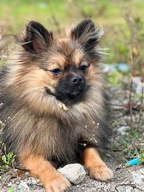 Spitz di Pomerania nano con pedigree per monta