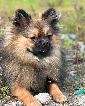 Spitz di Pomerania nano con pedigree per monta