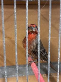 Ciuffolotti messicani