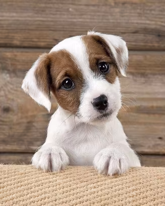 Cani taglia piccola