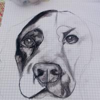 disegni di animali