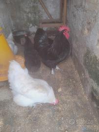 Coppie di Australorp e Lakenfelder