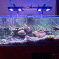 Acquario Marino 450 litri