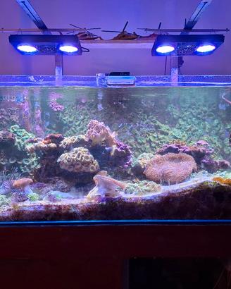 Acquario Marino 450 litri