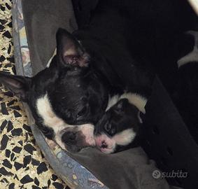 Cuccioli Boston Terrier