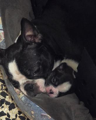 Cuccioli Boston Terrier