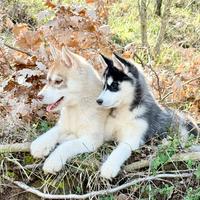 Cuccioli Siberian Husky
