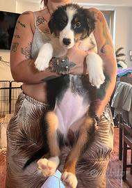 Cucciola pastore australiano