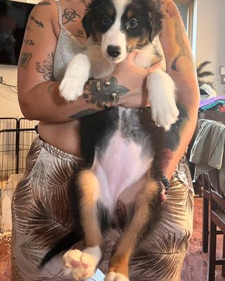 Cucciola pastore australiano