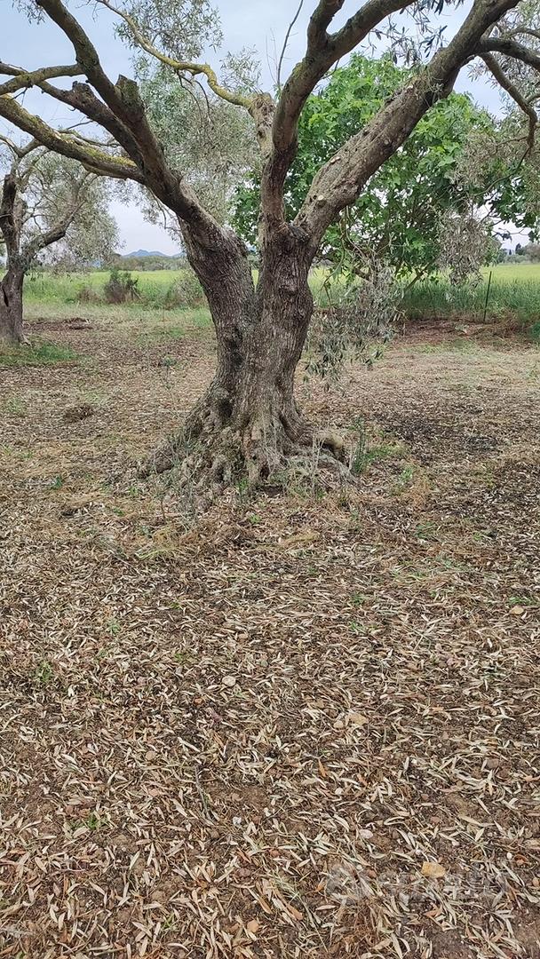 Splendido Oliveto di Piante Secolari di 150 anni - Vista 4