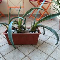 Pianta grassa da esterno