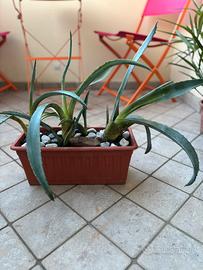 Pianta grassa da esterno