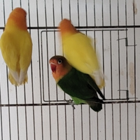 Agapornis Fischer lutino, Dec, portatori