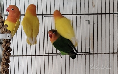 Agapornis Fischer lutino, Dec, portatori