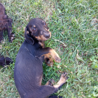 Cucciolo simile bassotto